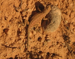 Uta stansburiana uniformis