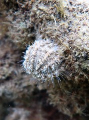 Amblypneustes elevatus elevatus