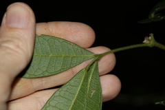 Bouchardatia neurococca