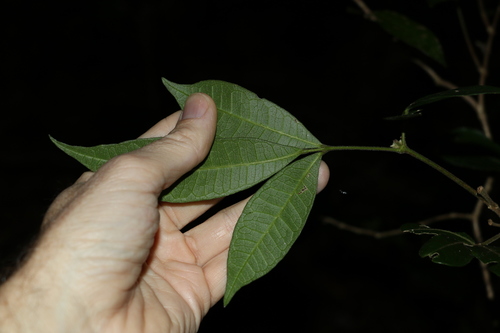 Image of Bouchardatia neurococca by (c) Greg Tasney, some rights reserved (CC BY-SA)