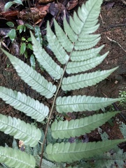 Cyathea borinquena