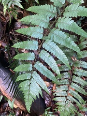 Cyathea borinquena