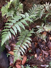 Cyathea borinquena