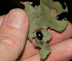 Lamprolina simillima