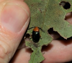 Lamprolina simillima