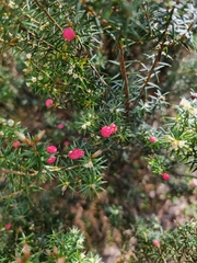 Leptecophylla