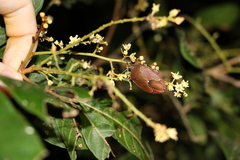 Stilida indecora