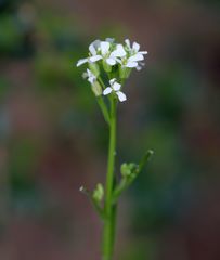 Arabis georgiana