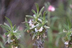 Scaevola canescens