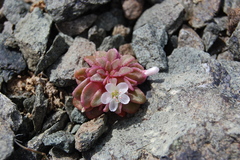 Claytonia saxosa