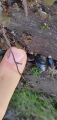 Xenostrobus neozelanicus