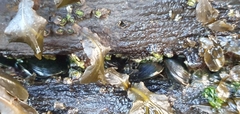 Xenostrobus neozelanicus