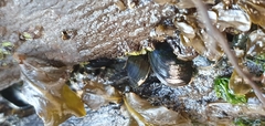 Xenostrobus neozelanicus