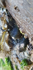 Xenostrobus neozelanicus