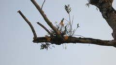 Dendrobium fimbriatum