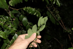 Austrosteenisia