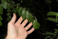 Austrosteenisia