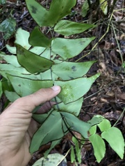 Adiantum macrophyllum