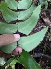 Adiantum macrophyllum
