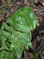 Adiantum macrophyllum