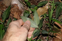 Aneilema acuminatum
