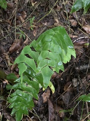 Adiantum macrophyllum