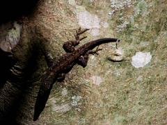 Anolis sagrei