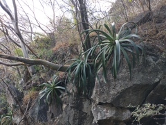Agave vilmoriniana
