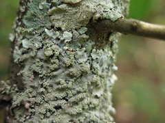 Heterodermia albicans