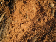 Uta stansburiana uniformis