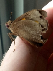 Erionota thrax