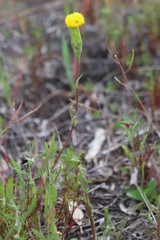 Podotheca gnaphalioides