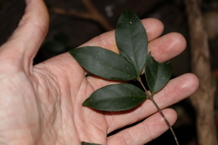 Loeseneriella barbata