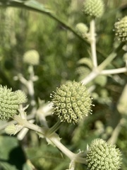 Eryngium horridum