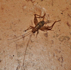 Petaloptila bolivari