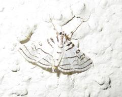 Conchylodes concinnalis