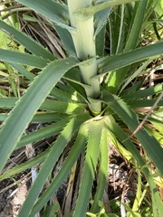 Eryngium horridum