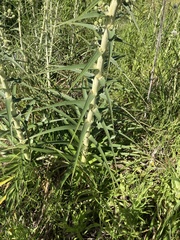 Eryngium horridum
