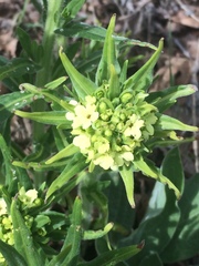 Lithospermum ruderale