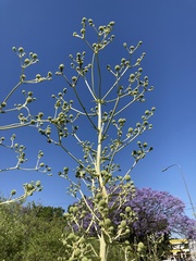 Eryngium horridum
