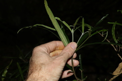 Atractocarpus chartaceus