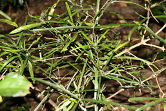 Atractocarpus chartaceus