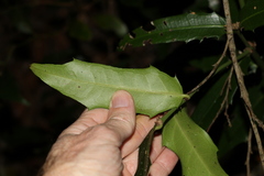Wilkiea macrophylla