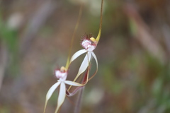 Caladenia longicauda borealis