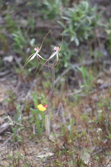 Caladenia longicauda borealis