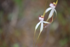 Caladenia longicauda borealis