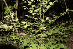 Alangium polyosmoides tomentosum