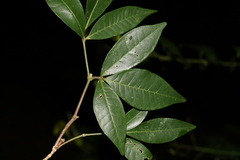 Bouchardatia neurococca