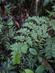 Odontosoria aculeata