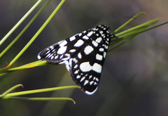 Periscepta polysticta